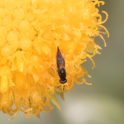 Chalcidoidea (superfamily) (A gall wasp or Chalcid wasp) at Fraser, ACT - 27 Feb 2024 by kasiaaus