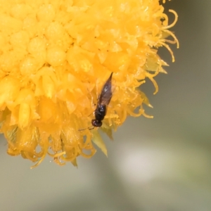 Chalcidoidea (superfamily) at Dunlop Grassland (DGE) - 27 Feb 2024