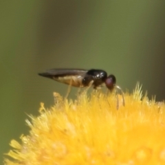 Chalcidoidea (superfamily) at Dunlop Grassland (DGE) - 27 Feb 2024