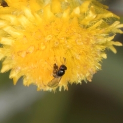 Chalcidoidea (superfamily) at Dunlop Grassland (DGE) - 27 Feb 2024