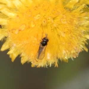 Chalcidoidea (superfamily) at Dunlop Grassland (DGE) - 27 Feb 2024