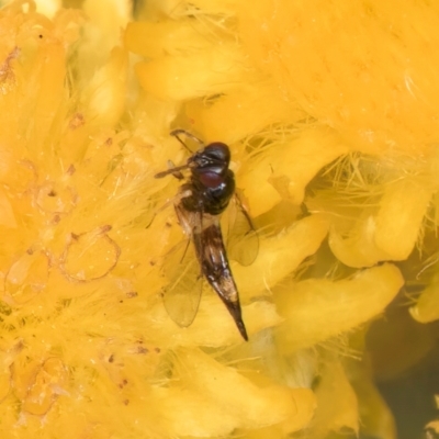 Chalcidoidea (superfamily) (A gall wasp or Chalcid wasp) at Dunlop Grassland (DGE) - 27 Feb 2024 by kasiaaus