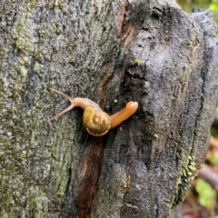 Helicarion cuvieri (A Semi-slug) at Monga, NSW - 27 Feb 2024 by MelitaMilner