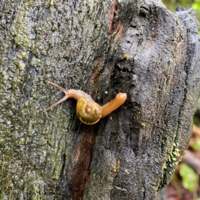 Helicarion cuvieri (A Semi-slug) at Monga, NSW - 27 Feb 2024 by MelitaMilner