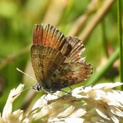 Neolucia agricola at Namadgi National Park - 25 Feb 2024 by JohnBundock