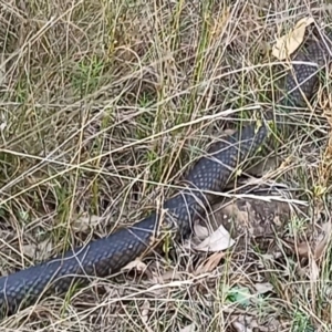 Pseudonaja textilis at Bruce Ridge to Gossan Hill - 27 Feb 2024 03:50 PM