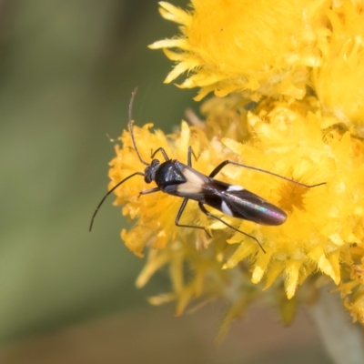 Miridae (family) (Unidentified plant bug) at Dunlop Grassland (DGE) - 27 Feb 2024 by kasiaaus