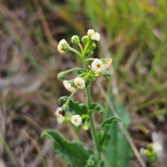 Hackelia suaveolens (Sweet Hounds Tongue) at The Pinnacle - 27 Feb 2024 by sangio7