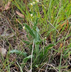 Hackelia suaveolens at The Pinnacle - 27 Feb 2024