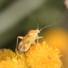 Miridae (family) (Unidentified plant bug) at Dunlop Grasslands - 27 Feb 2024 by kasiaaus