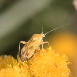 Miridae (family) at Fraser, ACT - 27 Feb 2024 02:20 PM