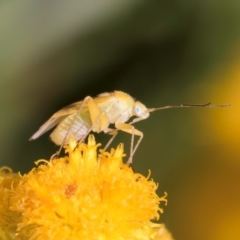 Miridae (family) at Dunlop Grassland (DGE) - 27 Feb 2024