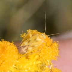 Miridae (family) at Dunlop Grassland (DGE) - 27 Feb 2024