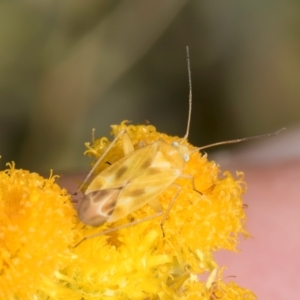 Miridae (family) at Fraser, ACT - 27 Feb 2024 02:20 PM