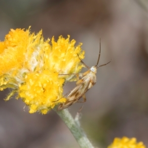 Miridae (family) at Dunlop Grassland (DGE) - 27 Feb 2024