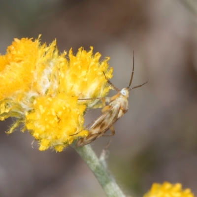 Miridae (family) (Unidentified plant bug) at Dunlop Grasslands - 27 Feb 2024 by kasiaaus