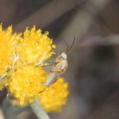 Miridae (family) at Dunlop Grassland (DGE) - 27 Feb 2024