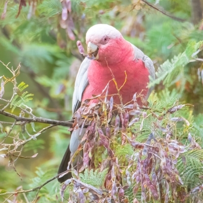 Eolophus roseicapilla (Galah) at QPRC LGA - 24 Nov 2023 by WHall