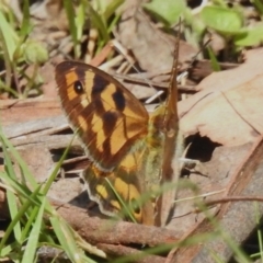 Heteronympha penelope (Shouldered Brown) at Namadgi National Park - 25 Feb 2024 by JohnBundock