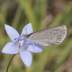 Zizina otis (Common Grass-Blue) at Fraser, ACT - 27 Feb 2024 by kasiaaus