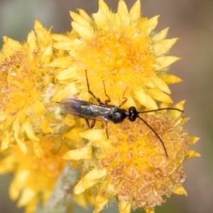 Chalcidoidea (superfamily) at Dunlop Grassland (DGE) - 27 Feb 2024