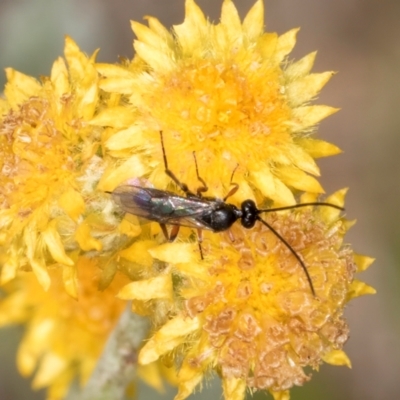 Chalcidoidea (superfamily) (A gall wasp or Chalcid wasp) at Dunlop Grassland (DGE) - 27 Feb 2024 by kasiaaus