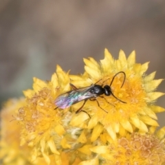 Chalcidoidea (superfamily) at Dunlop Grassland (DGE) - 27 Feb 2024