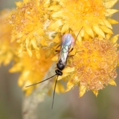 Chalcidoidea (superfamily) at Dunlop Grassland (DGE) - 27 Feb 2024