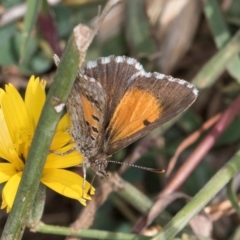 Lucia limbaria (Chequered Copper) at Dunlop Grassland (DGE) - 27 Feb 2024 by kasiaaus