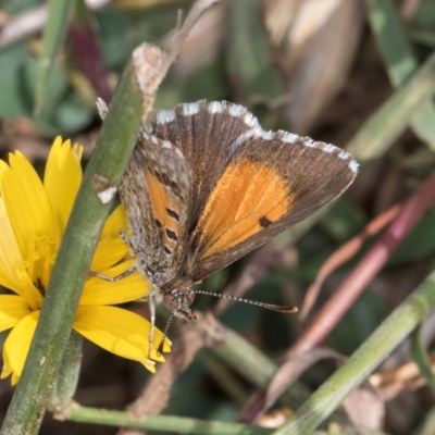 Lucia limbaria (Chequered Copper) at Dunlop Grasslands - 27 Feb 2024 by kasiaaus