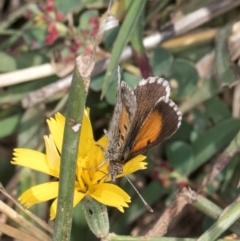 Lucia limbaria at Dunlop Grassland (DGE) - 27 Feb 2024