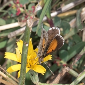 Lucia limbaria at Dunlop Grassland (DGE) - 27 Feb 2024