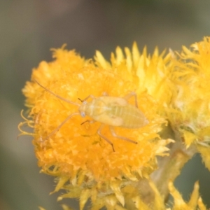 Miridae (family) at Fraser, ACT - 27 Feb 2024