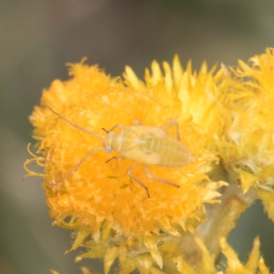 Miridae (family) (Unidentified plant bug) at Fraser, ACT - 27 Feb 2024 by kasiaaus