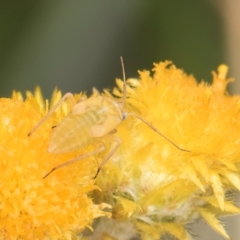 Miridae (family) at Fraser, ACT - 27 Feb 2024