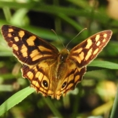 Heteronympha paradelpha (Spotted Brown) at Cotter River, ACT - 25 Feb 2024 by JohnBundock