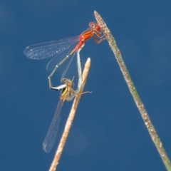 Xanthagrion erythroneurum (Red & Blue Damsel) at QPRC LGA - 27 Feb 2024 by WHall