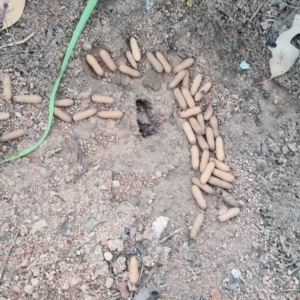 Myrmecia nigriceps at Red Hill to Yarralumla Creek - 21 Feb 2024