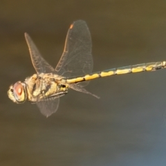 Hemicordulia tau (Tau Emerald) at QPRC LGA - 27 Feb 2024 by WHall