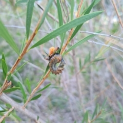 Pterygophorus cinctus (Bottlebrush sawfly) at Red Hill to Yarralumla Creek - 21 Feb 2024 by GarranCubs