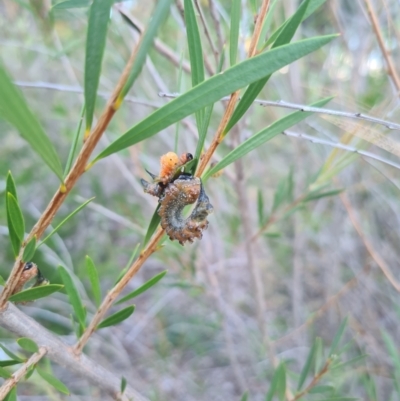 Pterygophorus cinctus (Bottlebrush sawfly) at Garran, ACT - 21 Feb 2024 by GarranCubs