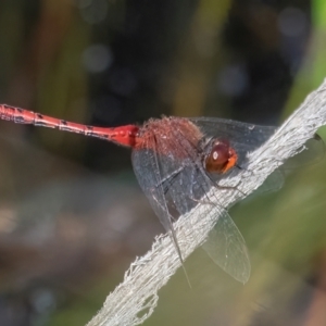 Diplacodes bipunctata at QPRC LGA - 27 Feb 2024