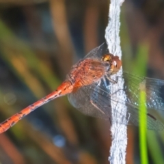 Diplacodes bipunctata at QPRC LGA - 27 Feb 2024