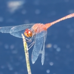 Diplacodes bipunctata at QPRC LGA - 27 Feb 2024 04:37 PM