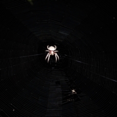 Hortophora sp. (genus) (Garden orb weaver) at Holt, ACT - 27 Feb 2024 by VanceLawrence