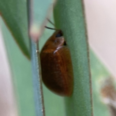 Paropsisterna cloelia (Eucalyptus variegated beetle) at Downer, ACT - 23 Feb 2024 by Hejor1