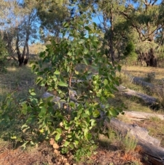 Eucalyptus sp. (A Gum Tree) at Watson, ACT - 28 Feb 2024 by waltraud