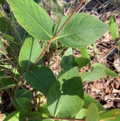 Eucalyptus sp. at Mount Majura - 28 Feb 2024 02:53 PM