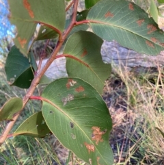 Eucalyptus sp. at Mount Majura - 28 Feb 2024 02:53 PM