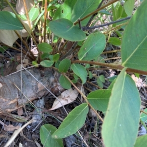 Eucalyptus sp. at Mount Majura - 28 Feb 2024